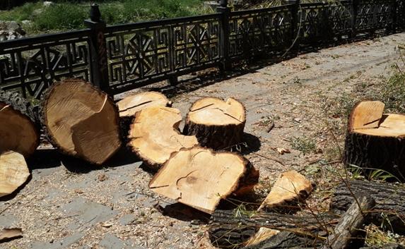 В Симферополе массово вырубают деревья над Салгиром